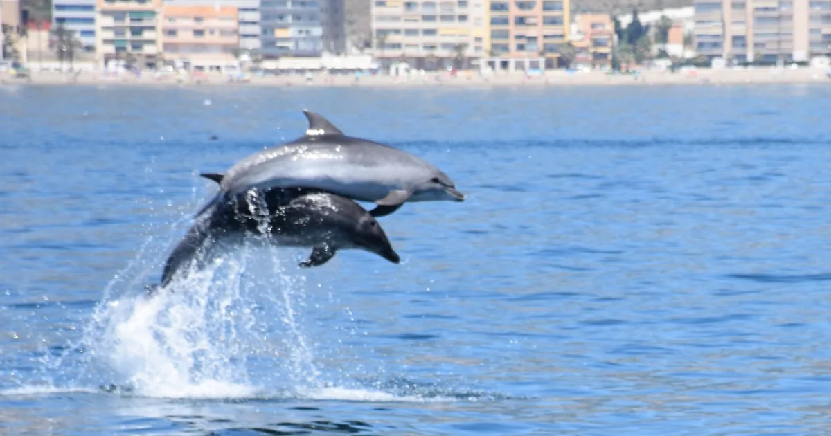 Benalmádena: Dolphin Watching Cruise & Coastal Views